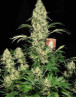 Ak-47 Regular