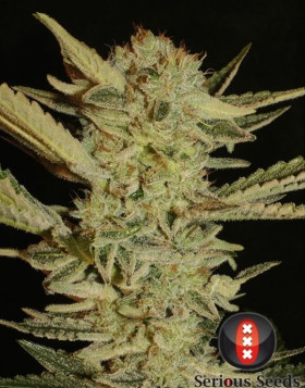 Bubble Gum Regular