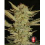 Bubble Gum Regular