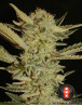 Bubble Gum Regular