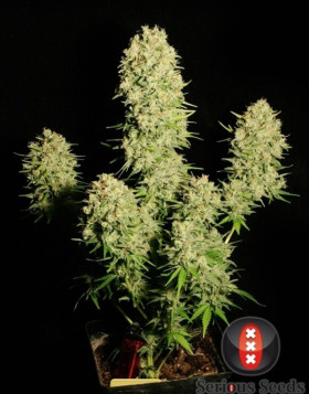 Chronic Regular