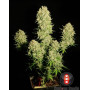 Chronic Regular