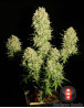 Chronic Regular