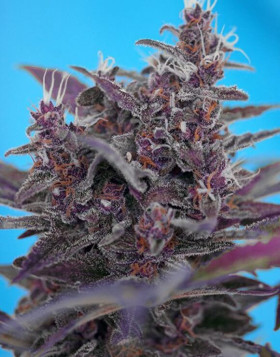 Black Cream Auto