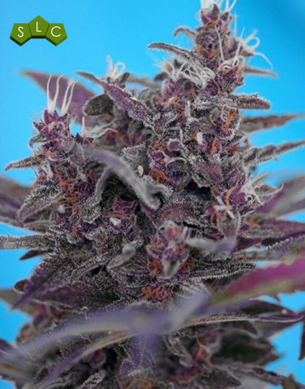 Black Cream Auto