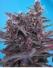 Black Cream Auto