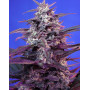 Bloody Skunk Auto