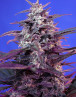 Bloody Skunk Auto