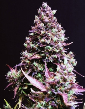 Cream Caramel Auto