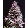 Cream Caramel Auto