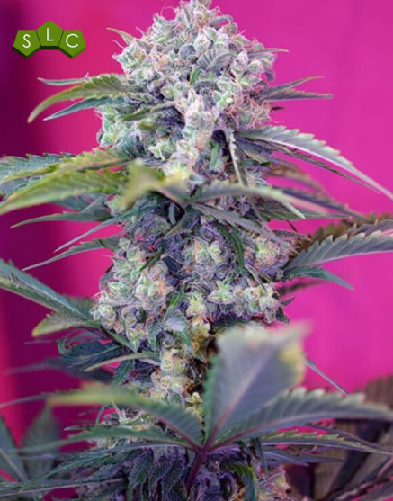 Cream Mandarine Auto - Original y XL