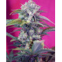 Cream Mandarine Auto - Original y XL