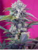 Cream Mandarine Auto - Original y XL