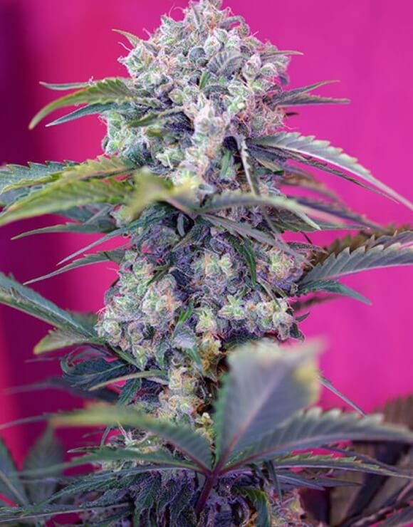 Cream Mandarine Auto Original y XL