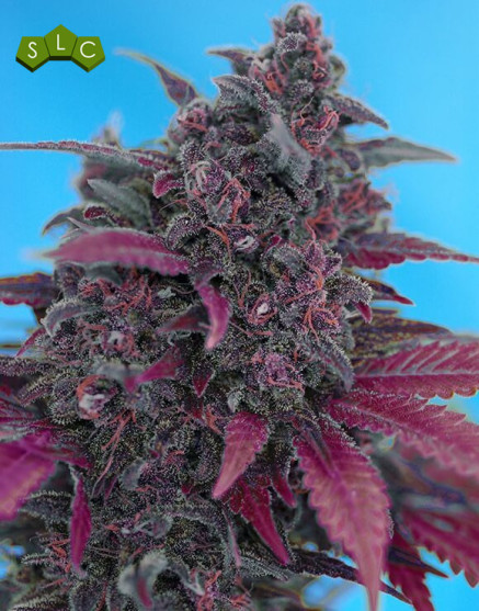 Dark Devil Autofloreciente - Ofertas Diarias