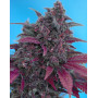 Dark Devil Autofloreciente - Ofertas Diarias