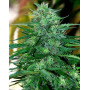 Marihuana Caribe - Feminizada y Regular - Envíos Discretos - SLC