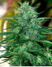 Marihuana Caribe - Feminizada y Regular - Envíos Discretos - SLC
