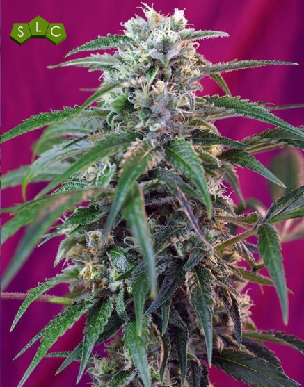 Green Poison Autofloreciente