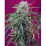 Green Poison Autofloreciente