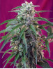 Green Poison Autofloreciente