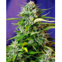Jack 47 Autofloreciente