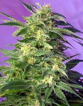 Killer Kush Autofloreciente