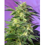 Killer Kush Autofloreciente