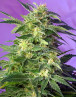 Killer Kush Autofloreciente
