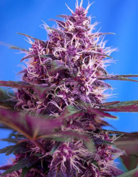 Red Poison Autofloreciente