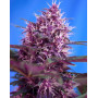 Red Poison Autofloreciente
