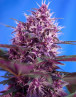Red Poison Autofloreciente