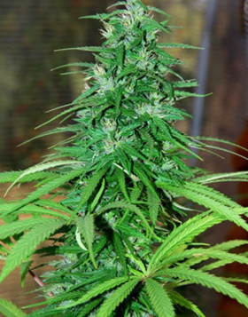 Semillas Regulares Jarilla Cannabiogen