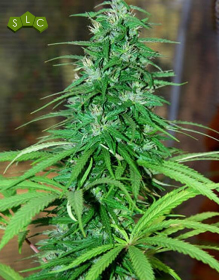Semillas Regulares Jarilla Cannabiogen