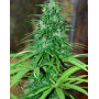Semillas Regulares Jarilla Cannabiogen
