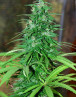 Semillas Regulares Jarilla Cannabiogen