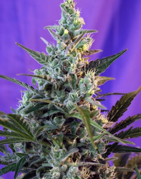 Sweet Skunk Autofloreciente