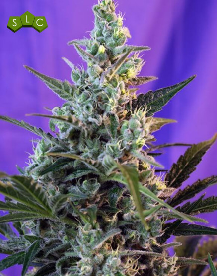 Sweet Skunk Autofloreciente