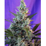 Sweet Skunk Autofloreciente