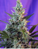 Sweet Skunk Autofloreciente