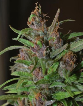 Semillas Regulares Mangobiche Cannabiogen