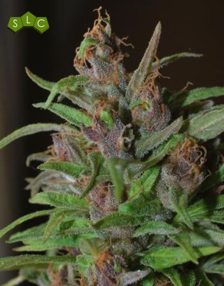 Semillas Regulares Mangobiche Cannabiogen