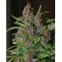 Semillas Regulares Mangobiche Cannabiogen