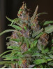 Semillas Regulares Mangobiche Cannabiogen