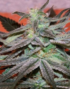 Semillas Regulares Panama DC Cannabiogen