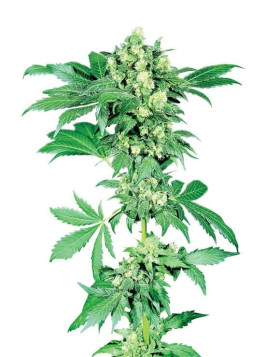 Afghani 1 Regular Sensi Seeds