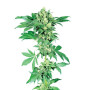 Afghani 1 Regular Sensi Seeds