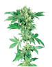 Afghani 1 Regular Sensi Seeds