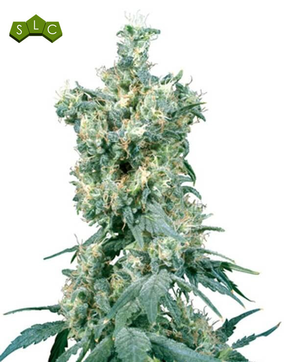 American Dream Regular Sensi Seeds