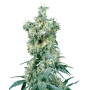 American Dream Regular Sensi Seeds